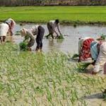 कैसे हो धान की रोपाई ,नहर सूखी पड़ी है सरकार |akhandrashtra