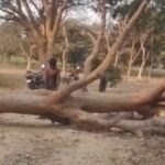 वन माफियाओं की बढ़ती मनमानी , जलालपुर में सर-ए-आम हरे पेड़ों को काटा गया।