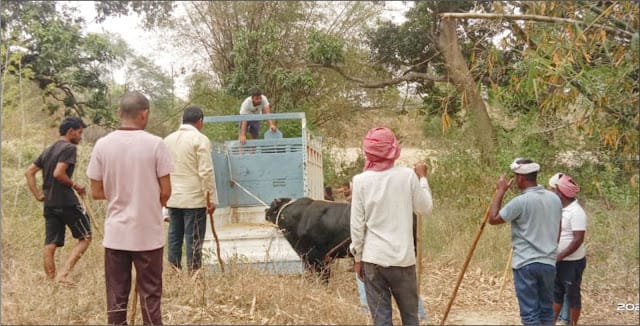 पूर्व प्रधान ने ग्रामीणों के साथ बाहुबली को किया रेस्क्यू