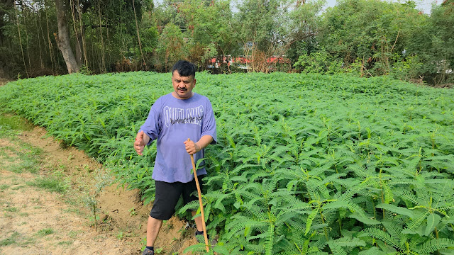 जिलाधिकारी ने दिया ढैंचा की खेती पर जोर, कहा जैविक खेती को बढ़ावा दिया जाए