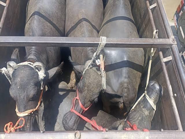 सरकार के नियमो की धज्जियां उड़ाते स्लॉटर हाउस, कुर्बानी के कारोबार की बदबू से परेशान उन्नाव की जनता