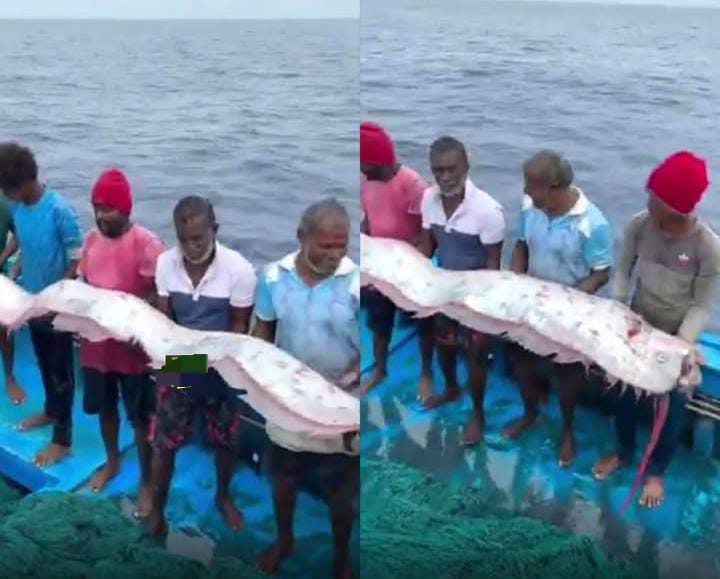30 फीट की विशाल ओअरफिश की खोज: समुद्र की गहराइयों से आया रहस्यमयी जीव