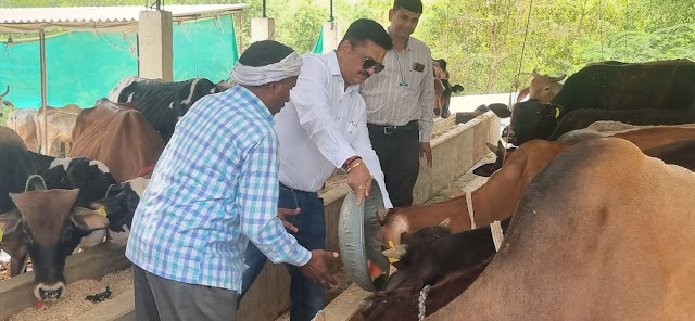 जिलाधिकारी ने अस्थायी गो आश्रय स्थल का किया निरीक्षण
