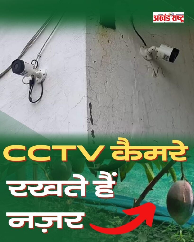 जापानी आम की विशिष्ट वरायटी