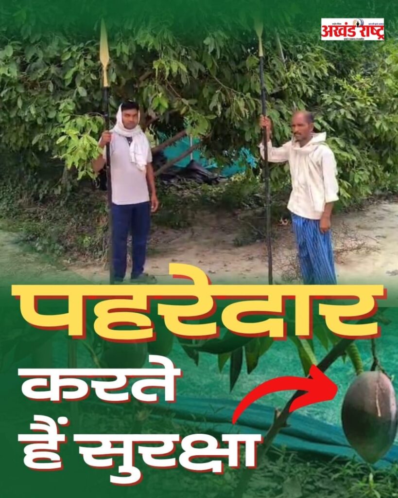 जापानी आम की विशिष्ट वरायटी