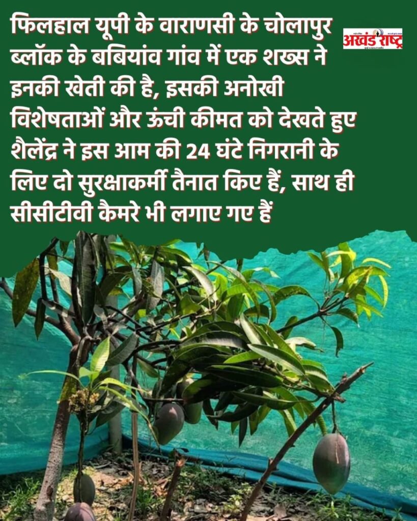 जापानी आम की विशिष्ट वरायटी