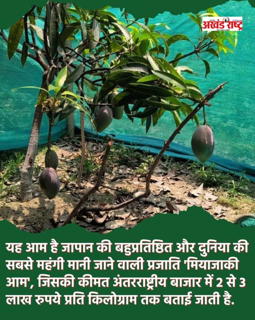 जापानी आम की विशिष्ट वरायटी