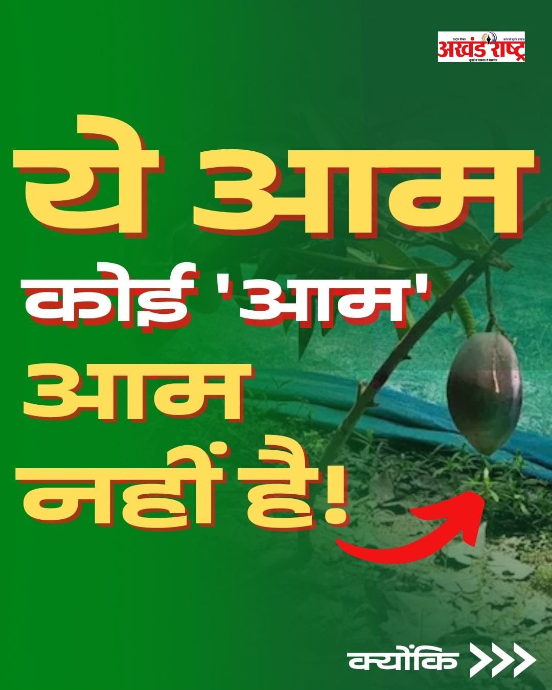 जापानी आम की विशिष्ट वरायटी