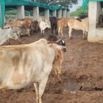 जौनपुर में गौशालाओं का बुरा हाल, चारे के अभाव में दम तोड़ रहे बेजुबान