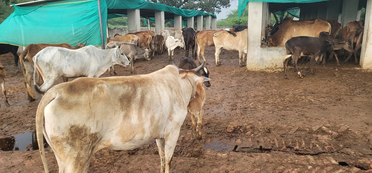 जौनपुर में गौशालाओं का बुरा हाल, चारे के अभाव में दम तोड़ रहे बेजुबान