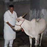 गौ माता की हत्या करने वालों के हाथ काट देने चाहिए : संजय उपाध्याय