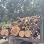 *वन रेंज धौरहरा में खुले आम हरे पेडो पर चल रहा आरा जिम्मेदार मौन*