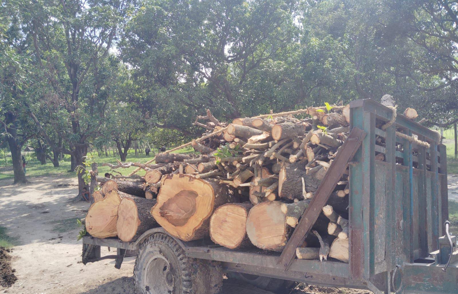 *वन रेंज धौरहरा में खुले आम हरे पेडो पर चल रहा आरा जिम्मेदार मौन*