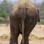 *विश्व की सबसे बुजुर्ग हथिनी वत्सला की मौत*