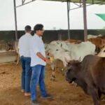 ग्राम लहंगपुर में गौशाला में संपन्न हुआ गौ सेवा कार्यक्रम