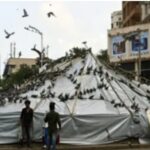 कबूतरों की जान बचाने के लिए आगे आए बाबूभाई भवानजी