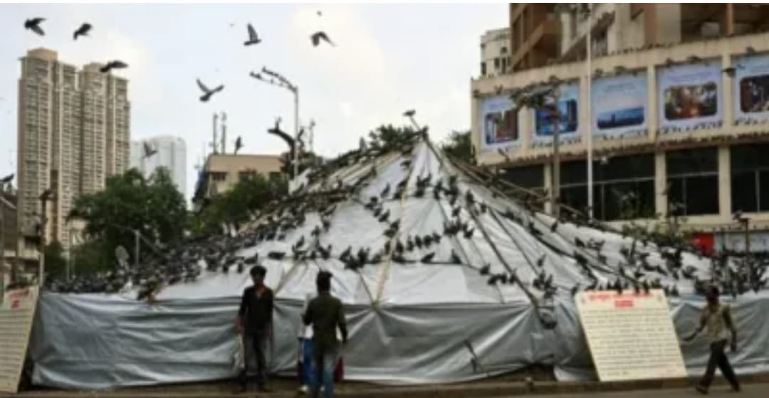 कबूतरों की जान बचाने के लिए आगे आए बाबूभाई भवानजी